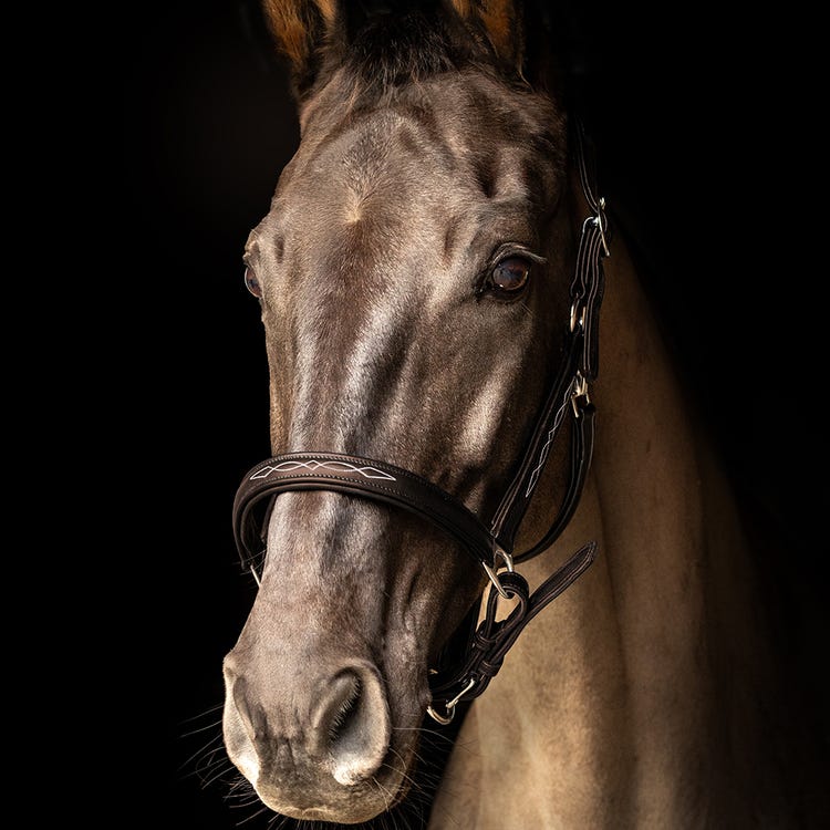 ProPresicce Softy Leather Head Collar by Hy Equestrian image 4